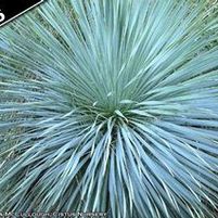 SAPPHIRE SKIES YUCCA