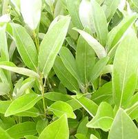 MOONGLOW® MAGNOLIA