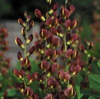 TWILITE PRAIRIEBLUES® FALSE INDIGO