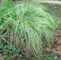 FROSTED CURLS SEDGE