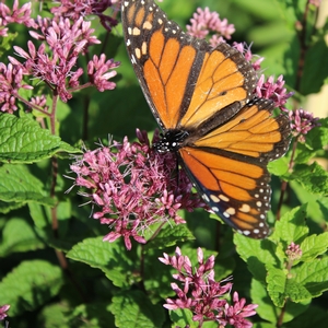 LITTLE JOE JOE PYE WEED