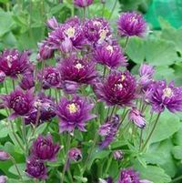 CLEMENTINE DARK PURPLE COLUMBINE