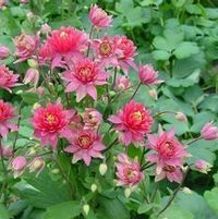 CLEMENTINE RED COLUMBINE