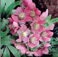 RED LADY LENTEN ROSE