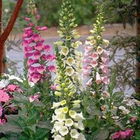 CAMELOT MIX FOXGLOVE