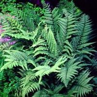 GHOST FERN