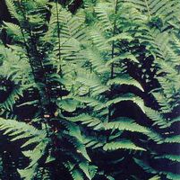 DIXIE WOOD FERN