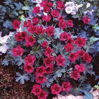 PURPLE PILLOW CRANESBILL GERANIUM