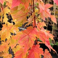 ARMSTRONG MAPLE