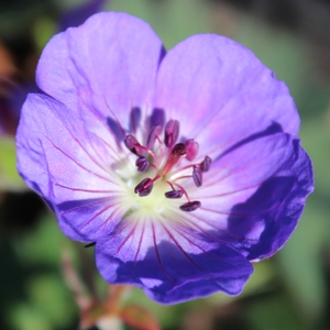 ROZANNE CRANESBILL GERANIUM