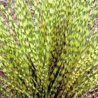 GOLD BAR MAIDEN GRASS