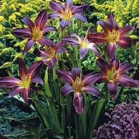 PURPLE WATER DAYLILY
