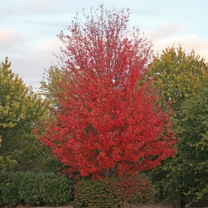 AUTUMN BLAZE® MAPLE