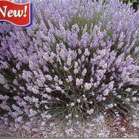 PROVENCE LAVENDER