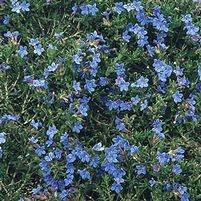 GRACE WARD LITHODORA