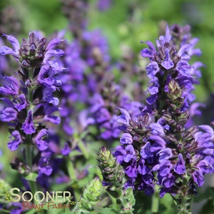 MARCUS MEADOW SAGE