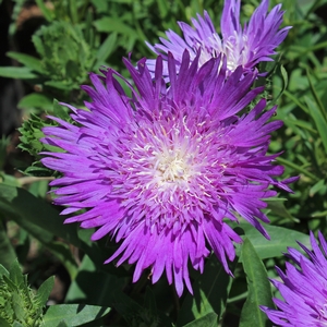 HONEYSONG PURPLE STOKES ASTER