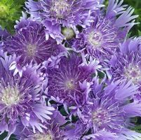 PEACHIE'S PICK STOKES ASTER