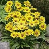LITTLE SUNDIAL TICKSEED