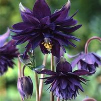BLACK BARLOW COLUMBINE