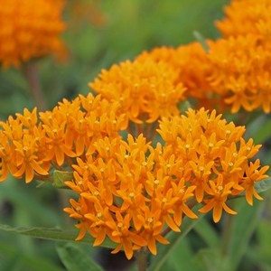 BUTTERFLY MILKWEED