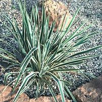 BRIGHT EDGE YUCCA