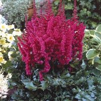 VISIONS IN RED ASTILBE