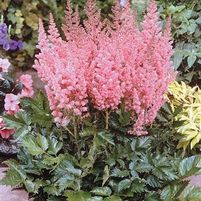 VISIONS IN PINK ASTILBE