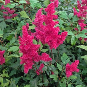 FANAL ASTILBE