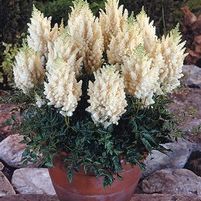 WEISSE GLORIA ASTILBE