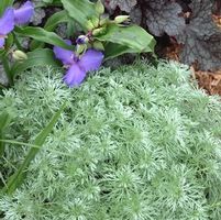 SILVER MOUND WORMWOOD