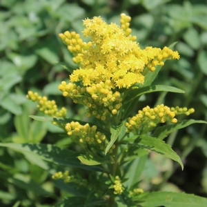LITTLE LEMON GOLDENROD