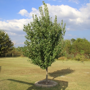 AUTUMN FLAME MAPLE