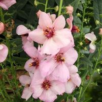 JACKIE IN PINK MULLEIN