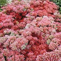 ABBEY DORE SEDUM