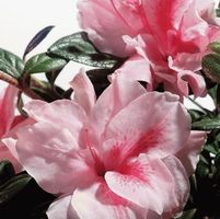 AUTUMN BELLE® ENCORE® AZALEA