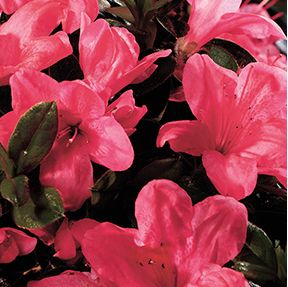AUTUMN CHEER® ENCORE® AZALEA