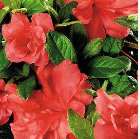 AUTUMN MONARCH® ENCORE® AZALEA