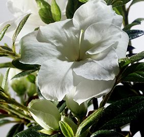 AUTUMN MOONLIGHT® ENCORE® AZALEA