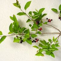 AUTUMN BRILLIANCE® SERVICEBERRY
