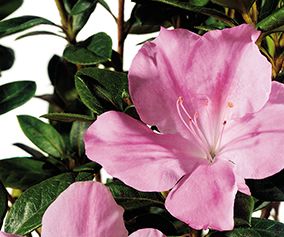 AUTUMN SWEETHEART® ENCORE® AZALEA