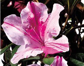 AUTUMN TWIST® ENCORE® AZALEA