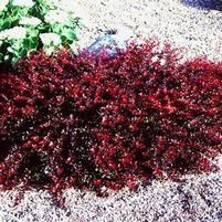 COMPACT CRIMSON PYGMY BARBERRY