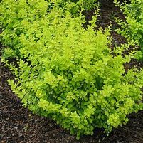 BONANZA GOLD™ BARBERRY