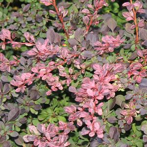ROSY GLOW BARBERRY