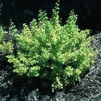 GOLDEN BARBERRY