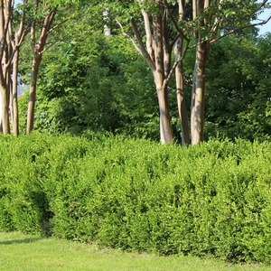 WINTERGREEN JAPANESE BOXWOOD