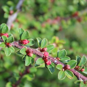 TOM THUMB COTONEASTER