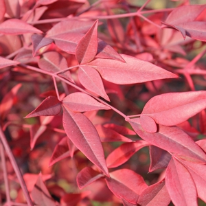 HEAVENLY BAMBOO NANDINA