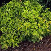 COMPACT NANDINA